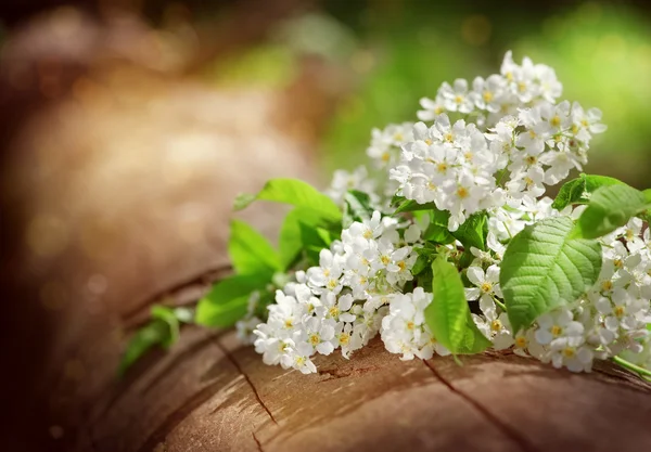 Vita vårblommor — Stockfoto