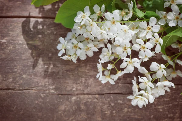 Λευκό Ανοιξιάτικα λουλούδια στο παλιό ξύλο — Φωτογραφία Αρχείου