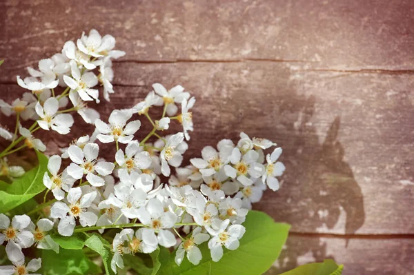 Flores brancas da primavera na madeira velha — Fotografia de Stock