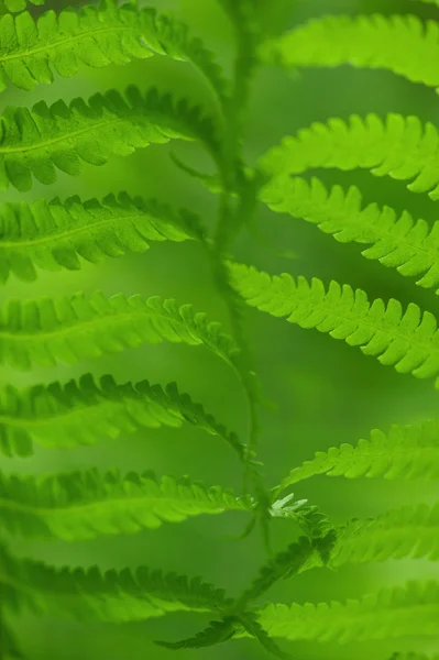 蕨叶背景 — 图库照片