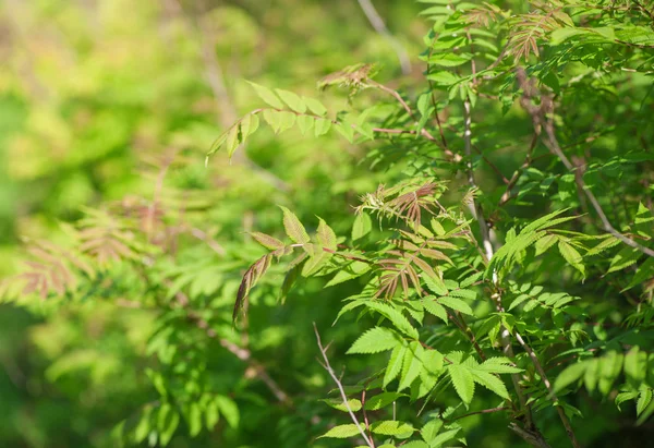 Gröna blad av träd i sommar — Stockfoto