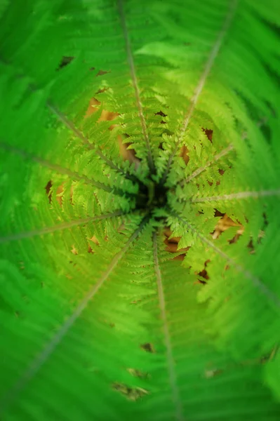 Feuilles de fougère fond — Photo