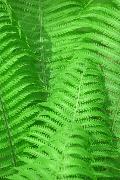 Fern leaves background — Stock Photo, Image