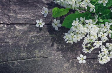 eski ahşap beyaz bahar çiçekleri