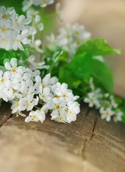 Weiße Frühlingsblumen auf dem alten Holz — Stockfoto