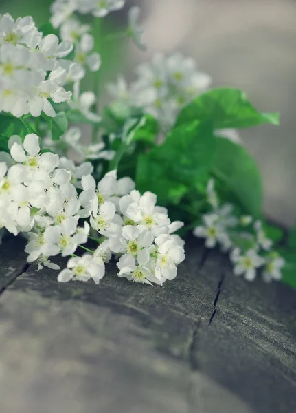 Flori de primăvară albe pe lemnul vechi — Fotografie, imagine de stoc