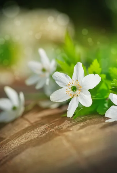 Witte lentebloemen — Stockfoto