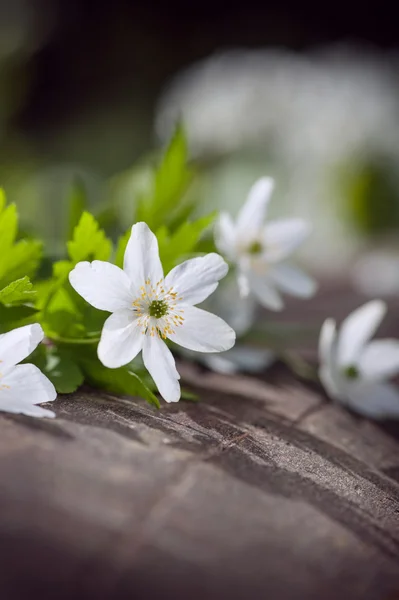 Fleurs blanches de printemps — Photo