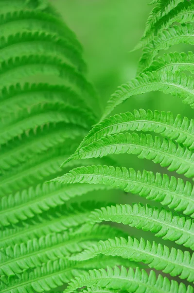Fern leaves background — Stock Photo, Image