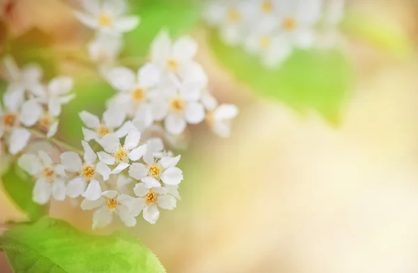 Weiße Frühlingsblumen auf den Ästen — Stockfoto