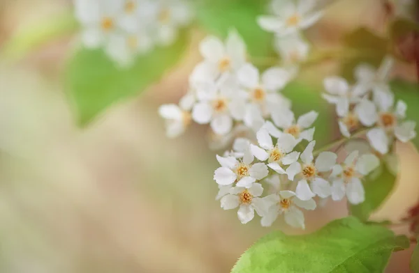Білі весняні квіти на гілках дерев — стокове фото