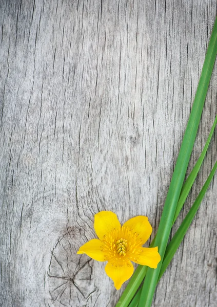 Gelbe Blume und grünes Gras auf dem alten Holz — Stockfoto