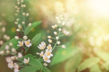 ağaç dalları üzerinde beyaz bahar çiçekleri