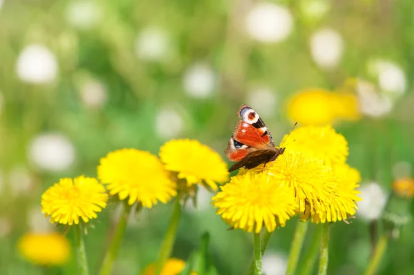 Fluture pe păpădie — Fotografie, imagine de stoc