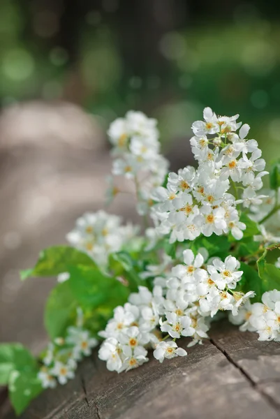 White spring flowers — Stock Photo, Image
