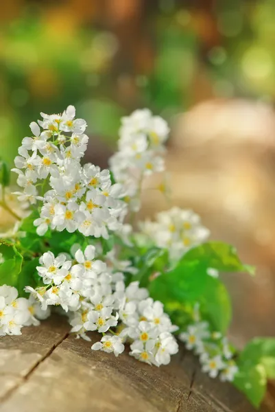 Beyaz bahar çiçekleri — Stok fotoğraf