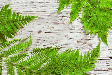 eski ahşap eğreltiotu yaprakları