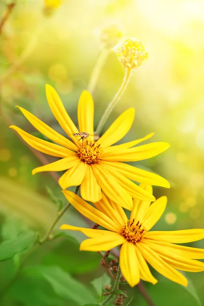 Gula blommor med flygande bee — Stockfoto