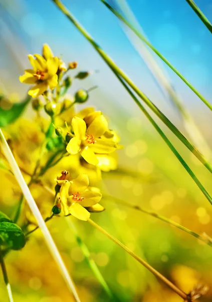 Flores amarelas — Fotografia de Stock