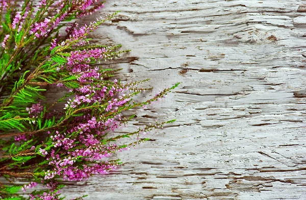 Heather on the old wood — Stock Photo, Image