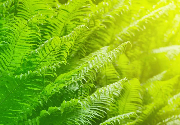 Fern background — Stock Photo, Image