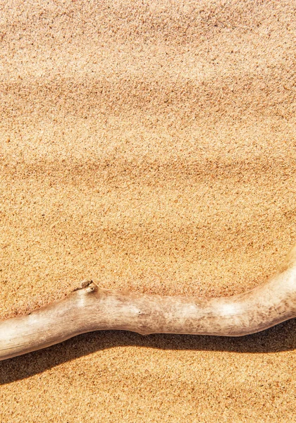 Dry branch on the sand — Stock Photo, Image