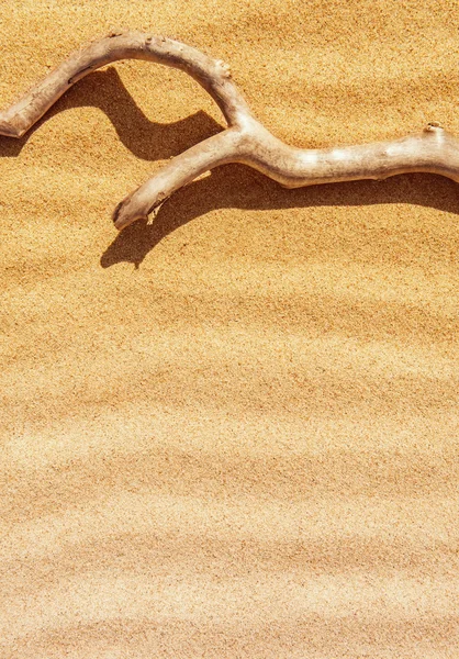 Rama seca en la arena — Foto de Stock