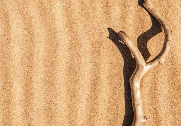 Dry branch on the sand — Stock Photo, Image