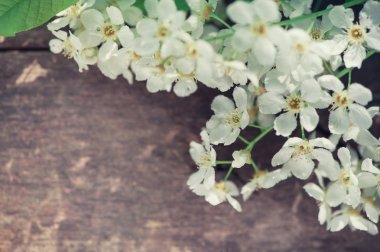 eski günlük Beyaz bahar çiçekleri