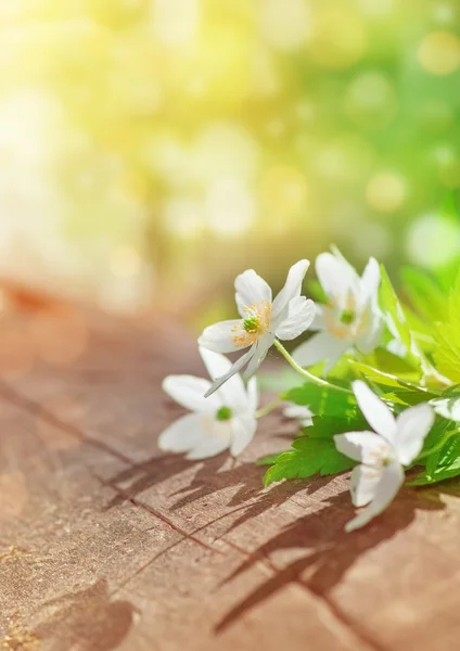 Weiße Frühlingsblumen auf dem alten Holz — Stockfoto
