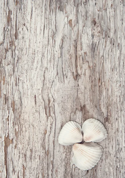 Cáscaras de mar en la vieja madera grosera — Foto de Stock