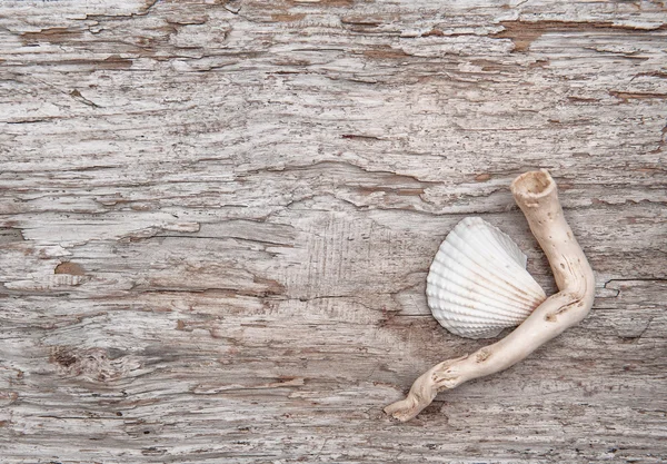 Seashell y rama seca en la madera vieja — Foto de Stock