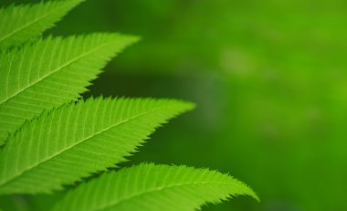 yeşil yapraklar arkaplan