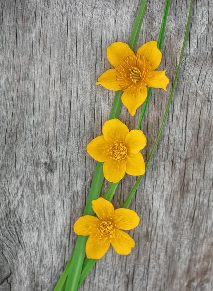 Flores amarelas e grama verde na madeira velha — Fotografia de Stock