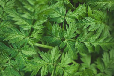 yeşil yapraklar arkaplan