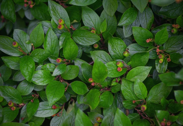Green plants background — Stock Photo, Image