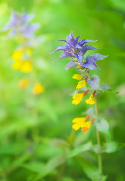 蓝色和黄色的花 — 图库照片