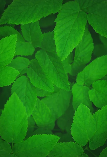 Green leaves background — Stock Photo, Image