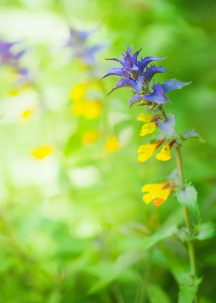 Beautiful blue and yellow flowers — Stock Photo, Image