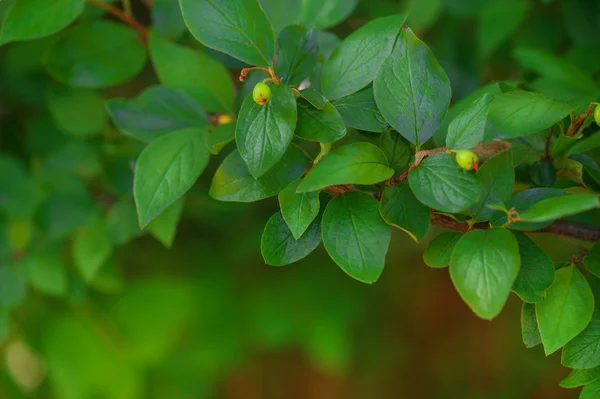Grüne Pflanzen Hintergrund — Stockfoto