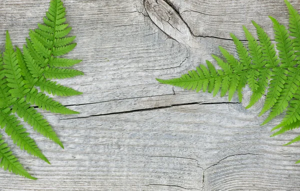 Fern leaf op het oude hout — Stockfoto