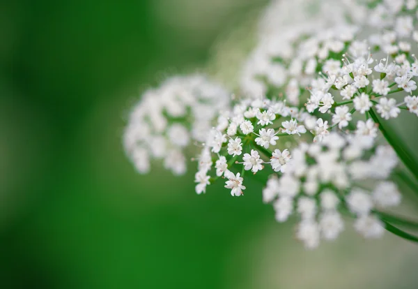 Beyaz küçük çiçekler — Stok fotoğraf