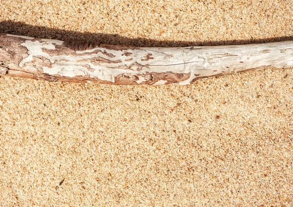 Ramo secco sulla sabbia — Foto Stock