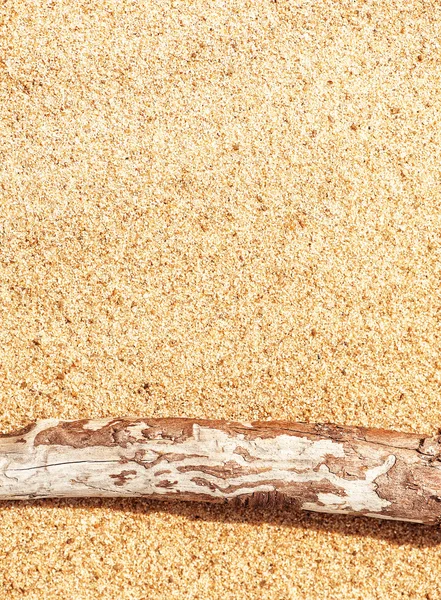 Ramo seco na areia — Fotografia de Stock