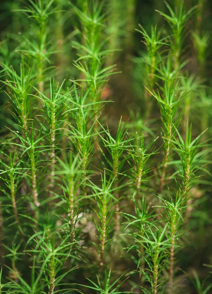 Plantas verdes fundo — Fotografia de Stock