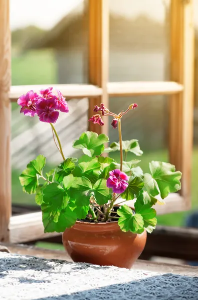 農村窓辺の花と花瓶 — ストック写真