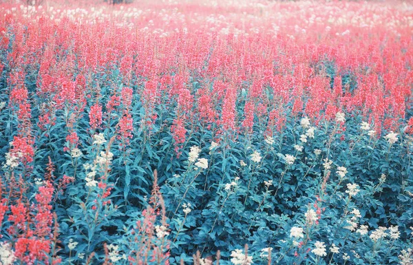 夏天的背景 开着美丽的粉色野花 — 图库照片