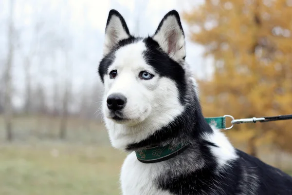 Cão husky — Fotografia de Stock