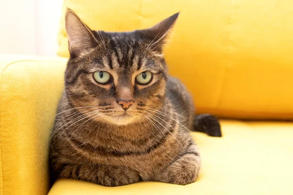 Stor Vacker Randig Katt Med Gula Ögon Gul Soffa — Stockfoto