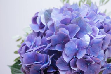 Durgun bir hayat Mavi Ortanca Çiçek açıyor.